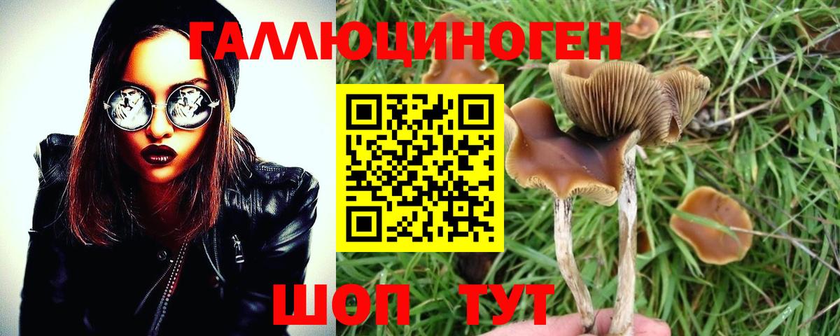 Псилоцибиновые грибы GOLDEN TEACHER  Вход с VPN  Выборг 